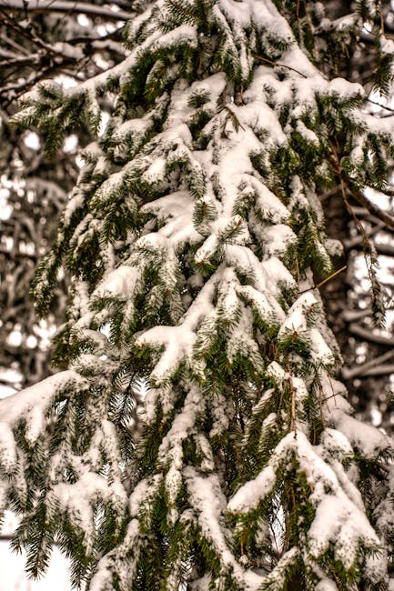 Snow covered pine branches